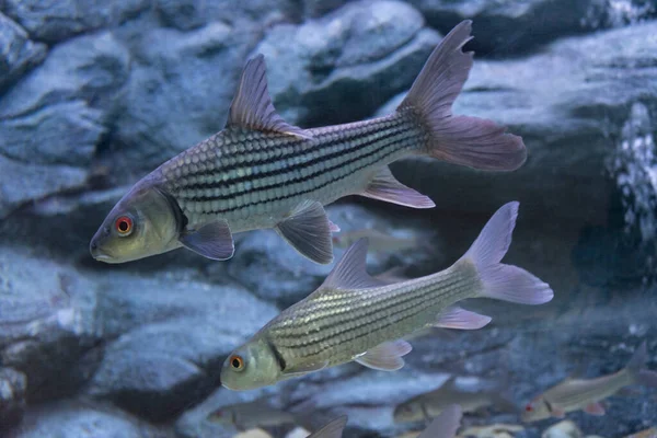 Sieben Entblößte Karpfen Aquarium — Stockfoto