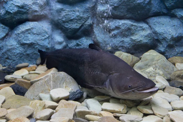 Akvaryumdaki siyah balık.