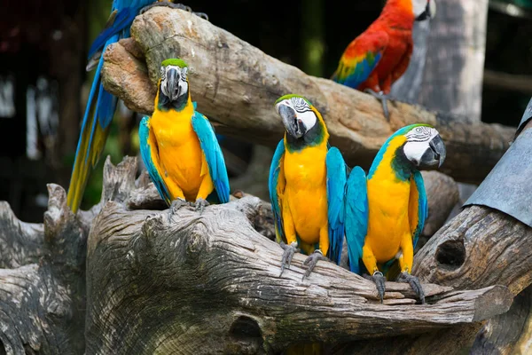 Günlük Üzerinde Oturan Renkli Papağanlar — Stok fotoğraf