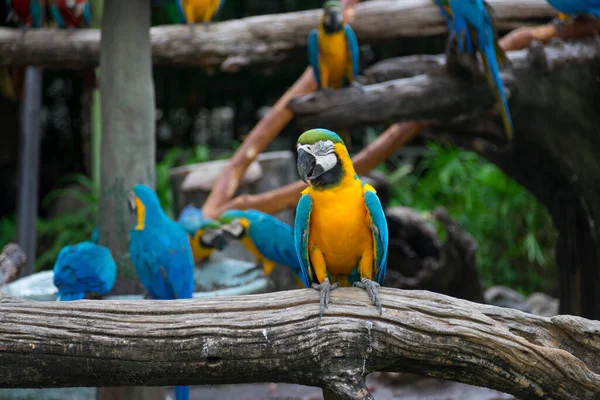 Günlük Üzerinde Oturan Renkli Papağanlar — Stok fotoğraf