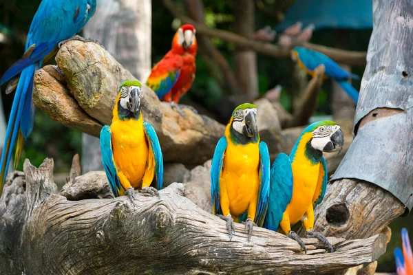 Colorful Macaws Sitting Log — Stock Photo, Image