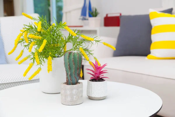 Kaktusz Virágváza Fehér Asztalon Színes Nappaliban — Stock Fotó