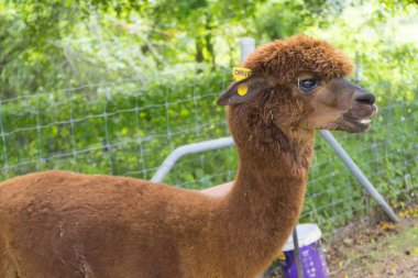 yeşil arkaplanın önündeki kahverengi alpaka başı.