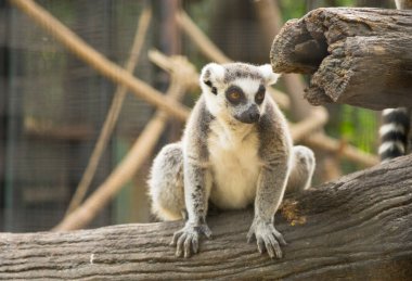 Halka kuyruklu lemur, Lemur catta büyük bir strepsirrhine primatı ve uzun, siyah ve beyaz halkalı kuyruğundan dolayı en çok tanınan lemur.