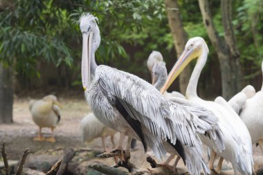Vahşi doğada ya da hayvanat bahçesinde pelikan kuşları. Büyük Beyaz Pelikan Pelecanus onocrotalus, Pembe Pelikan olarak da bilinir..