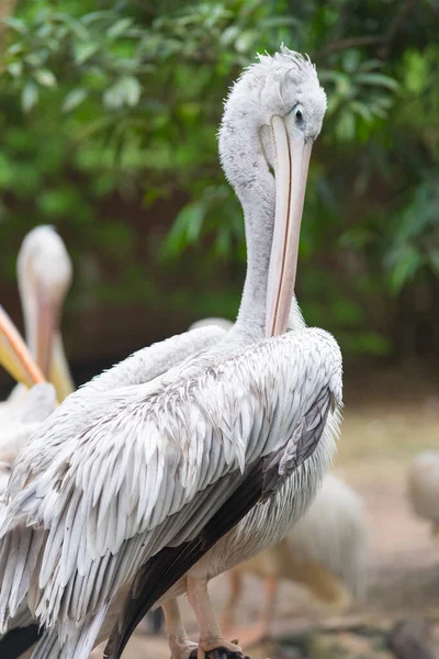 Pelikanvögel Freier Wildbahn Oder Zoo Weißpelikan Pelecanus Onocrotalus Auch Als — Stockfoto