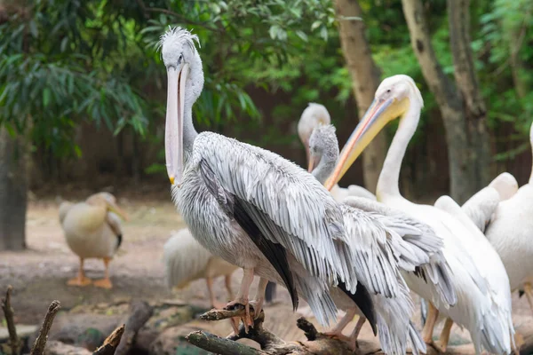 Pelikanvögel Freier Wildbahn Oder Zoo Weißpelikan Pelecanus Onocrotalus Auch Als — Stockfoto