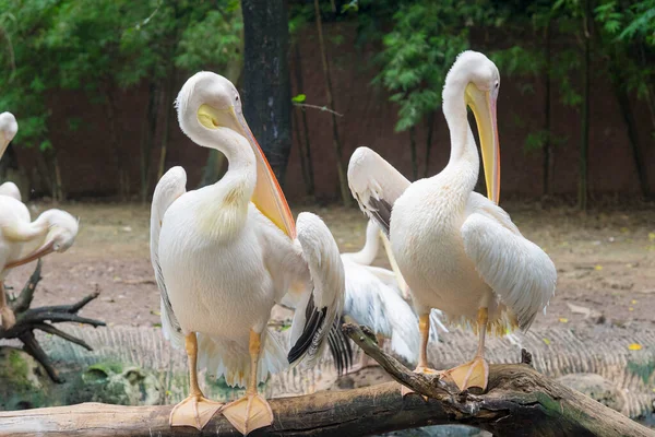 Pelikanvögel Freier Wildbahn Oder Zoo Weißpelikan Pelecanus Onocrotalus Auch Als — Stockfoto