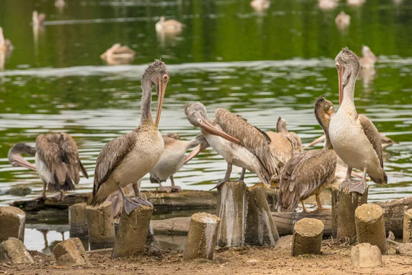 Pelikanvögel Freier Wildbahn Oder Zoo Weißpelikan Pelecanus Onocrotalus Auch Als — Stockfoto
