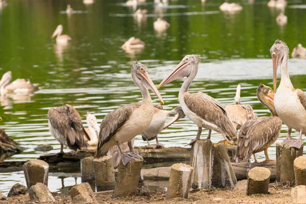 Pelikanvögel Freier Wildbahn Oder Zoo Weißpelikan Pelecanus Onocrotalus Auch Als — Stockfoto