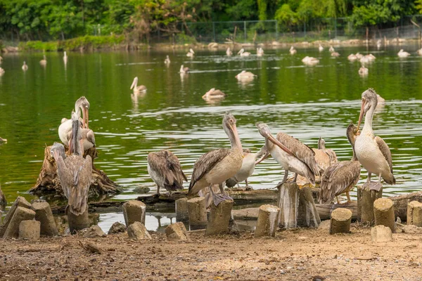 Pelikanvögel Freier Wildbahn Oder Zoo Weißpelikan Pelecanus Onocrotalus Auch Als — Stockfoto