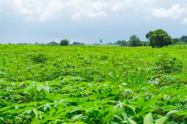 Çiftlikte mavi gökyüzü olan Cassava çiftliği.