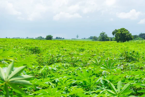 Cassava Ültetvény Farm Kék Egy Gazdaságban — Stock Fotó