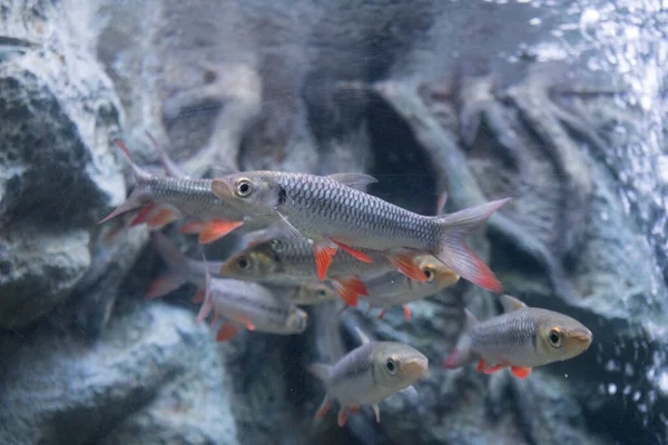 水族馆内雪旺芬鱼的鱼群 — 图库照片