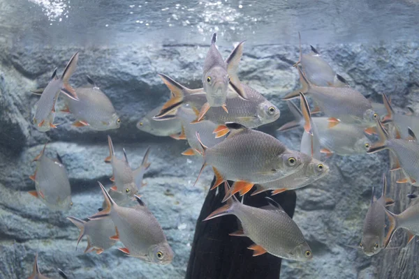 水族館での銀のバーブ魚 — ストック写真