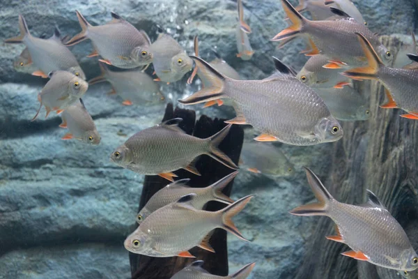 水族館での銀のバーブ魚 — ストック写真