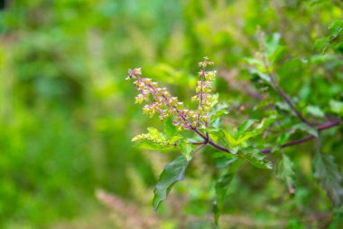 Bahçe bahçesinde limon fesleğeni..