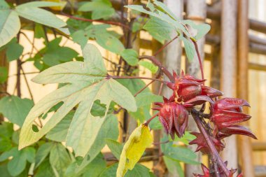 Sağlık için kırmızı roselle doğal otları iç, Roselle meyveleri bahçedeki ağaçta yeşil yapraklı..