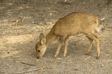 Rucervus eldii thamin. Tayland hayvanat bahçesinde Burmalı boynuzlu geyik