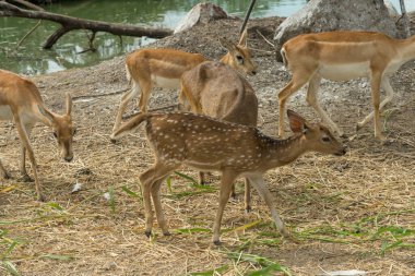 Rucervus eldii thamin. Tayland hayvanat bahçesinde Burmalı boynuzlu geyik
