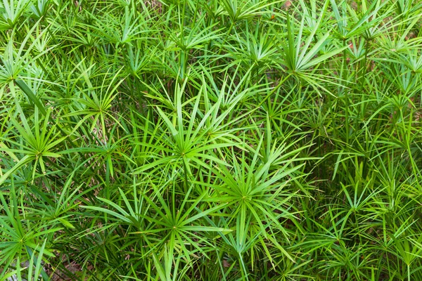 Hell Gesättigte Grüne Blätter Der Heimischen Cyperusblume — Stockfoto