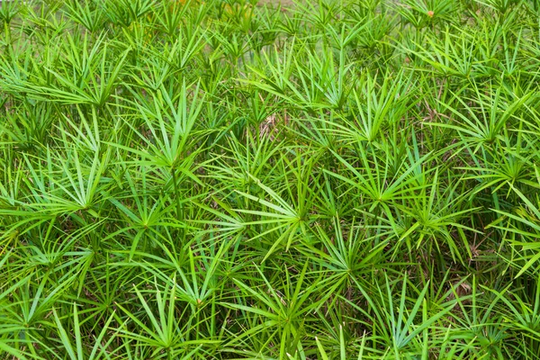 Hell Gesättigte Grüne Blätter Der Heimischen Cyperusblume — Stockfoto