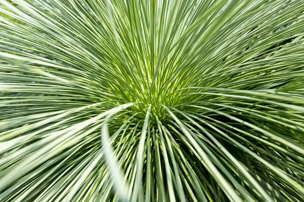 Naturlig Bakgrund Grön Sedge Närbild Glänsande Blank Gräsplanta — Stockfoto