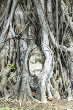 Kum Taşı Buddha 'nın başı Wat Mahathat, Ayutthaya, Tayland' daki ağaç köklerinde..