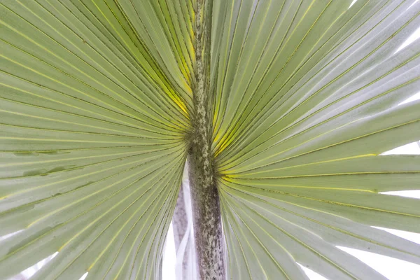 Närbild Blue Latan Palm — Stockfoto