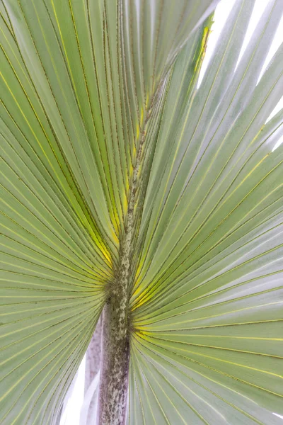 Vista Cerca Blue Latan Palm — Foto de Stock