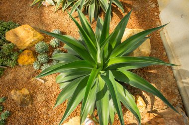 Tilki Kuyruğu, Aslan Kuyruğu ya da Kuğu Boyun Agave Bahçede.
