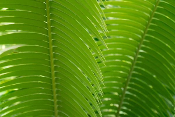 Bir Bahçede Cycad Yaprağı Deseni — Stok fotoğraf