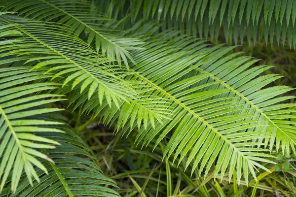 Bir Bahçede Cycad Yaprağı Deseni — Stok fotoğraf