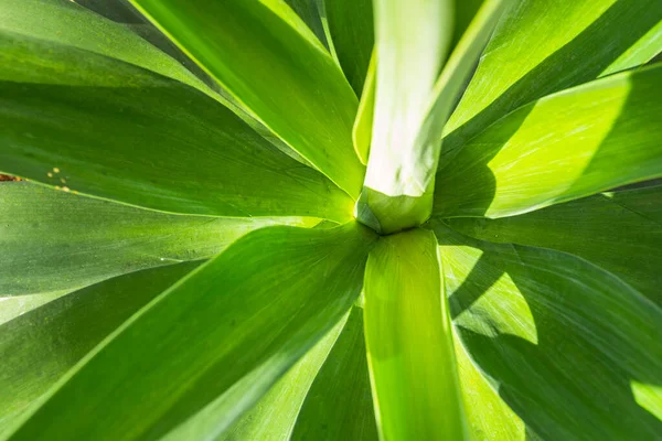 Foxtail Lion Tail Swan Neck Aged Garden — стокове фото