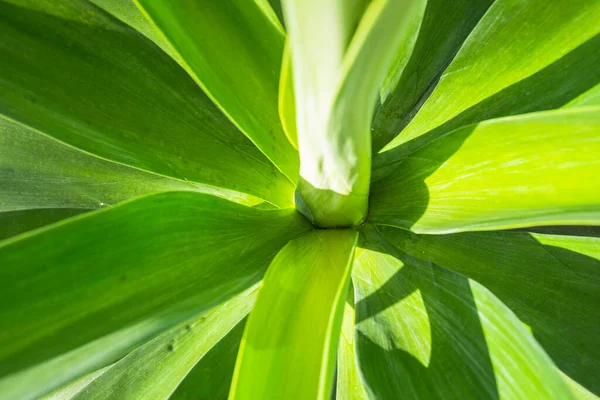 Foxtail Lion Tail Swan Neck Aged Garden — стокове фото