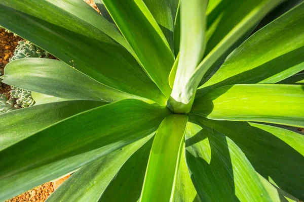 Foxtail Lion Tail Swan Neck Aged Garden — стокове фото