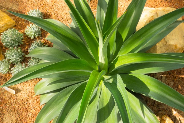 Fuchsschwanz Löwenschwanz Oder Schwanenhals Agave Garten — Stockfoto