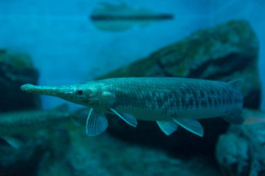 Dev bir akvaryumda bir timsah gar Atractosteus spatula balığı..