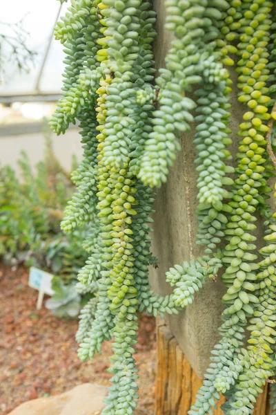 Sedum Morganianum Eşek Kuyruğu Veya Eşek Kuyruğu Crassulaceae Familyasından Bir — Stok fotoğraf