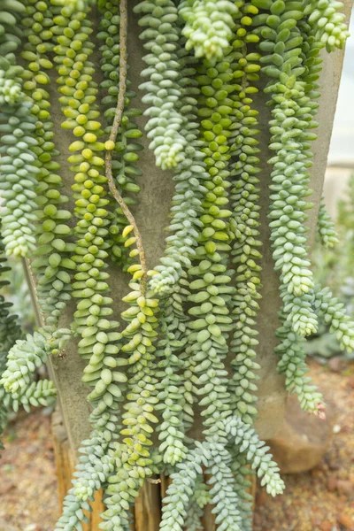 Sedum Morganianum Eşek Kuyruğu Veya Eşek Kuyruğu Crassulaceae Familyasından Bir — Stok fotoğraf