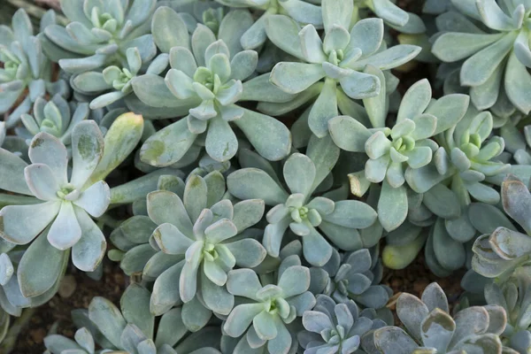 Großaufnahme Von Pachyphytum Auf Steinboden Garten — Stockfoto