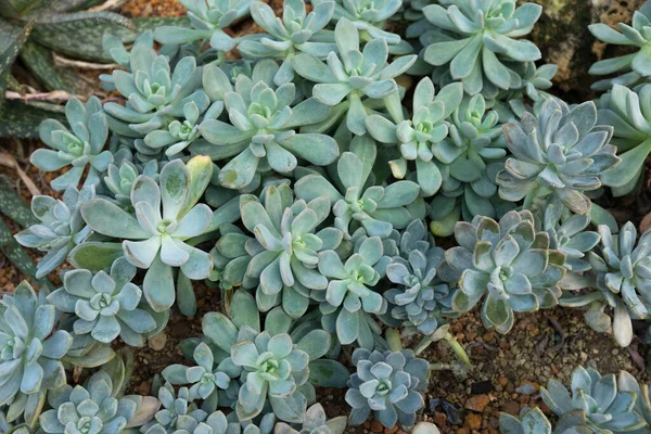 Großaufnahme Von Pachyphytum Auf Steinboden Garten — Stockfoto