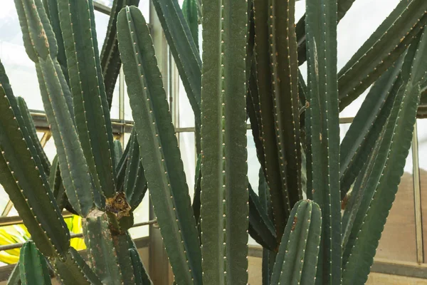 Primo Piano Del Cactus Cereus Validus Haworth Una Serra — Foto Stock