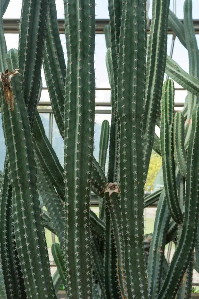 Primo Piano Del Cactus Cereus Validus Haworth Una Serra — Foto Stock