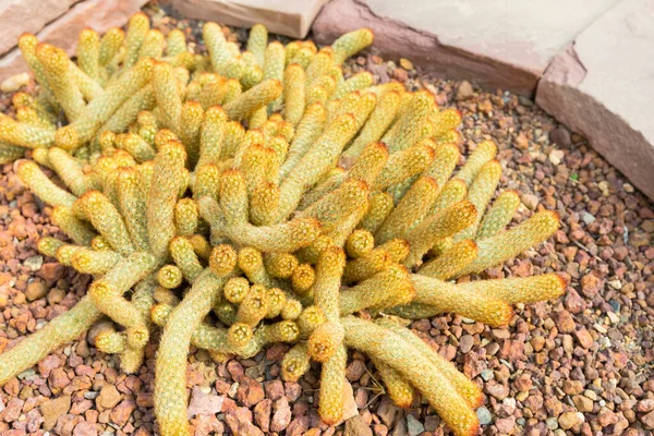 Mammillaria Cactus Elongata Nell Orto Botanico — Foto Stock