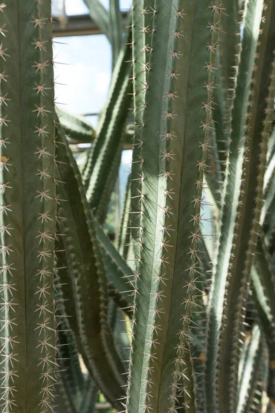 Nahaufnahme Von Cereus Validus Haworth Kaktus Einem Gewächshaus — Stockfoto