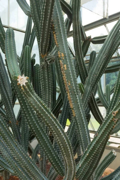 Zbliżenie Cereus Validus Haworth Kaktusa Zielonym Domu — Zdjęcie stockowe