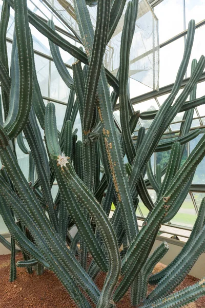 Zbliżenie Cereus Validus Haworth Kaktusa Zielonym Domu — Zdjęcie stockowe