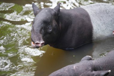 Tapir Bangkok 'ta hayvanat bahçesinde banyo yapıyor..