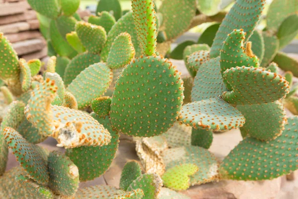 Blind Prickly Pear Cactus Opuntia Rufida Στον Βοτανικό Κήπο — Φωτογραφία Αρχείου